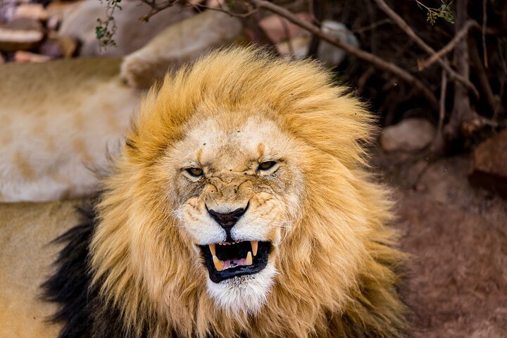 Close-up of a roaring male lion with a large mane, showing teeth.