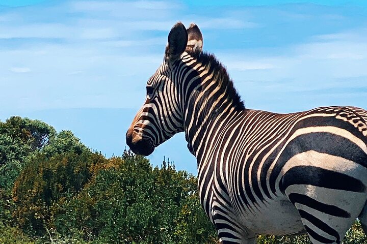 Close-up of a zebra with black and white stripes against a blue sky, South Africa.